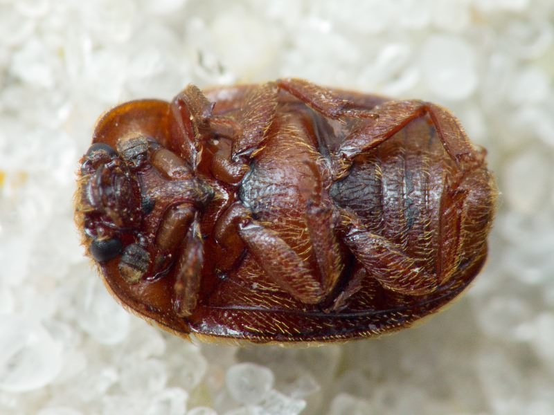 Pocadius ferrugineus (Fabricius, 1775)